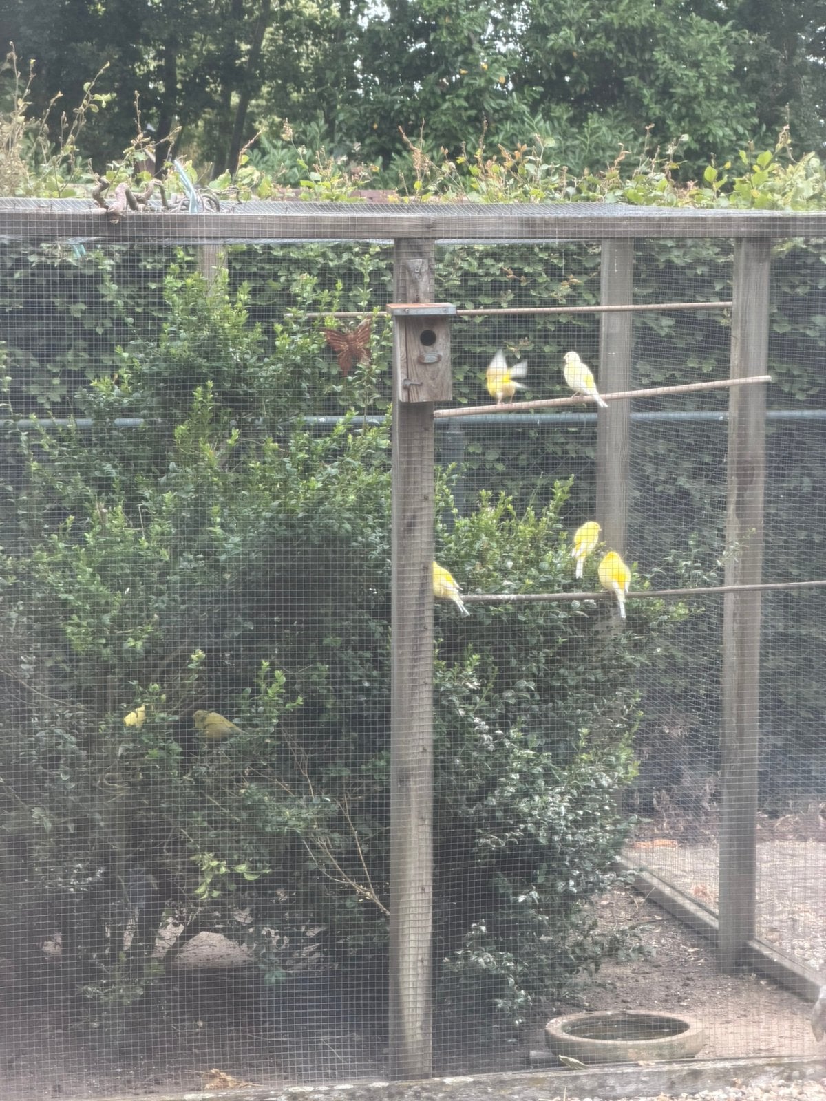 Kanaries, Meerdere dieren, Kleurkanarie