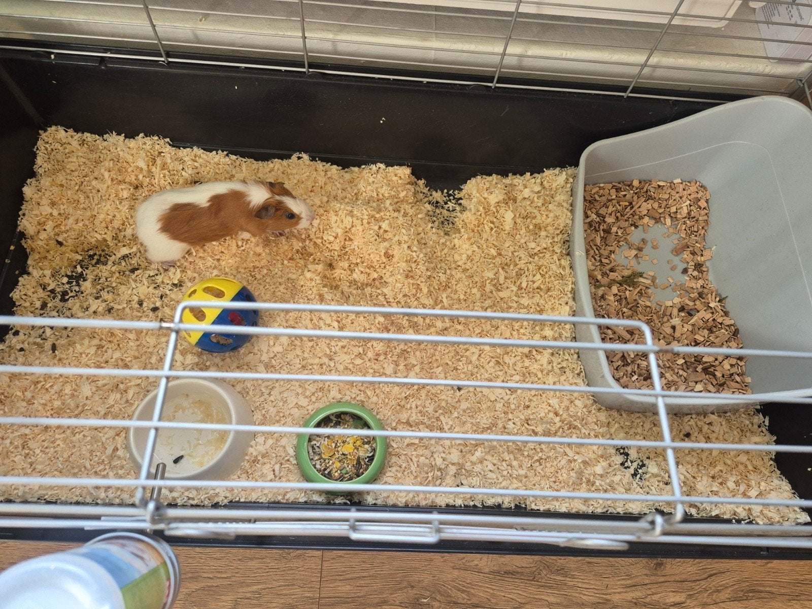 Baby cavia met kooi compleet, Dieren en Toebehoren, Minder dan 60 cm, Kooi, Ophalen of Verzenden, Zo goed als nieuw