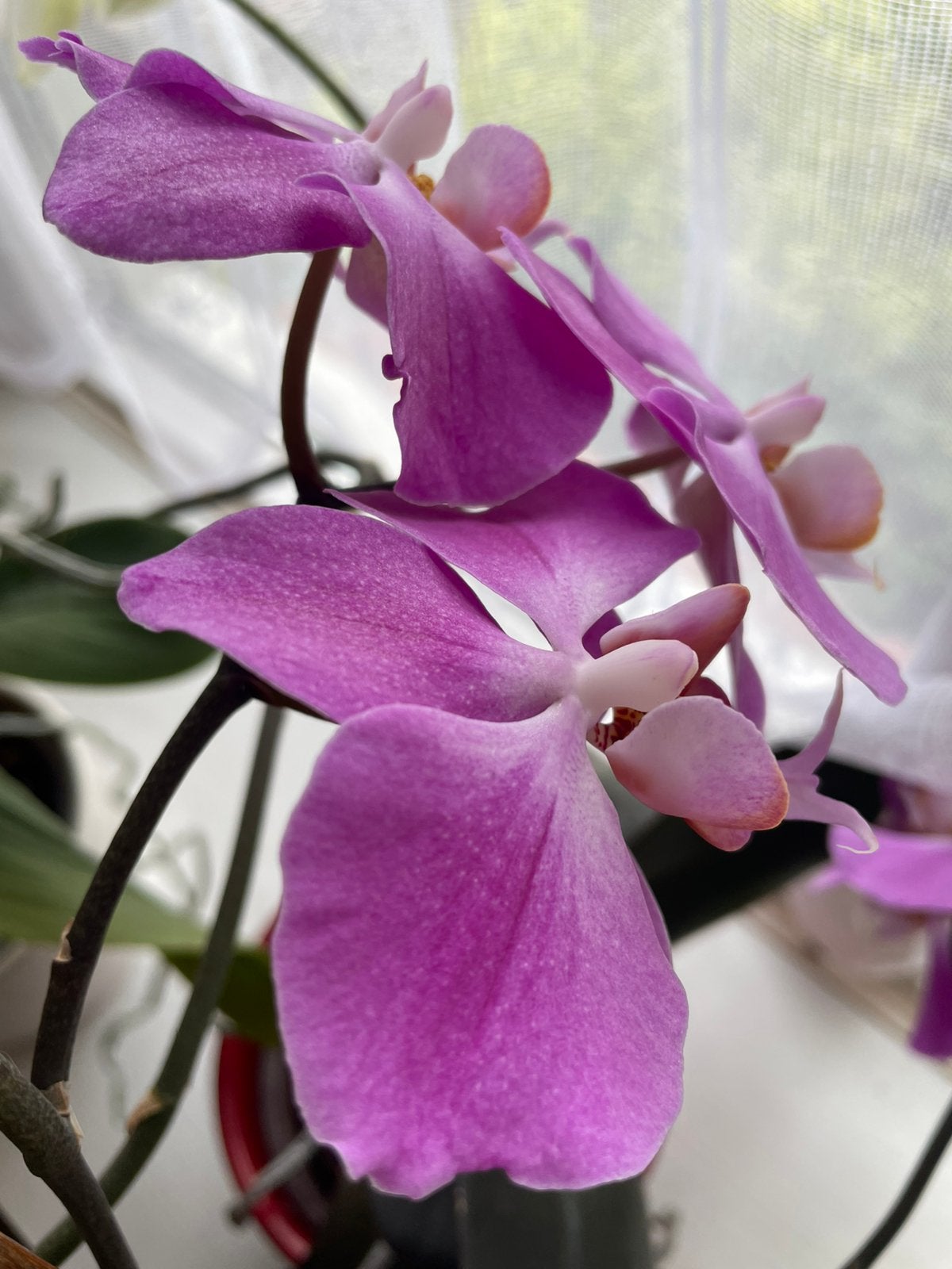 5 orchideeen., Tuin en Terras, Planten | Tuinplanten, Ophalen, Overige soorten, Volle zon