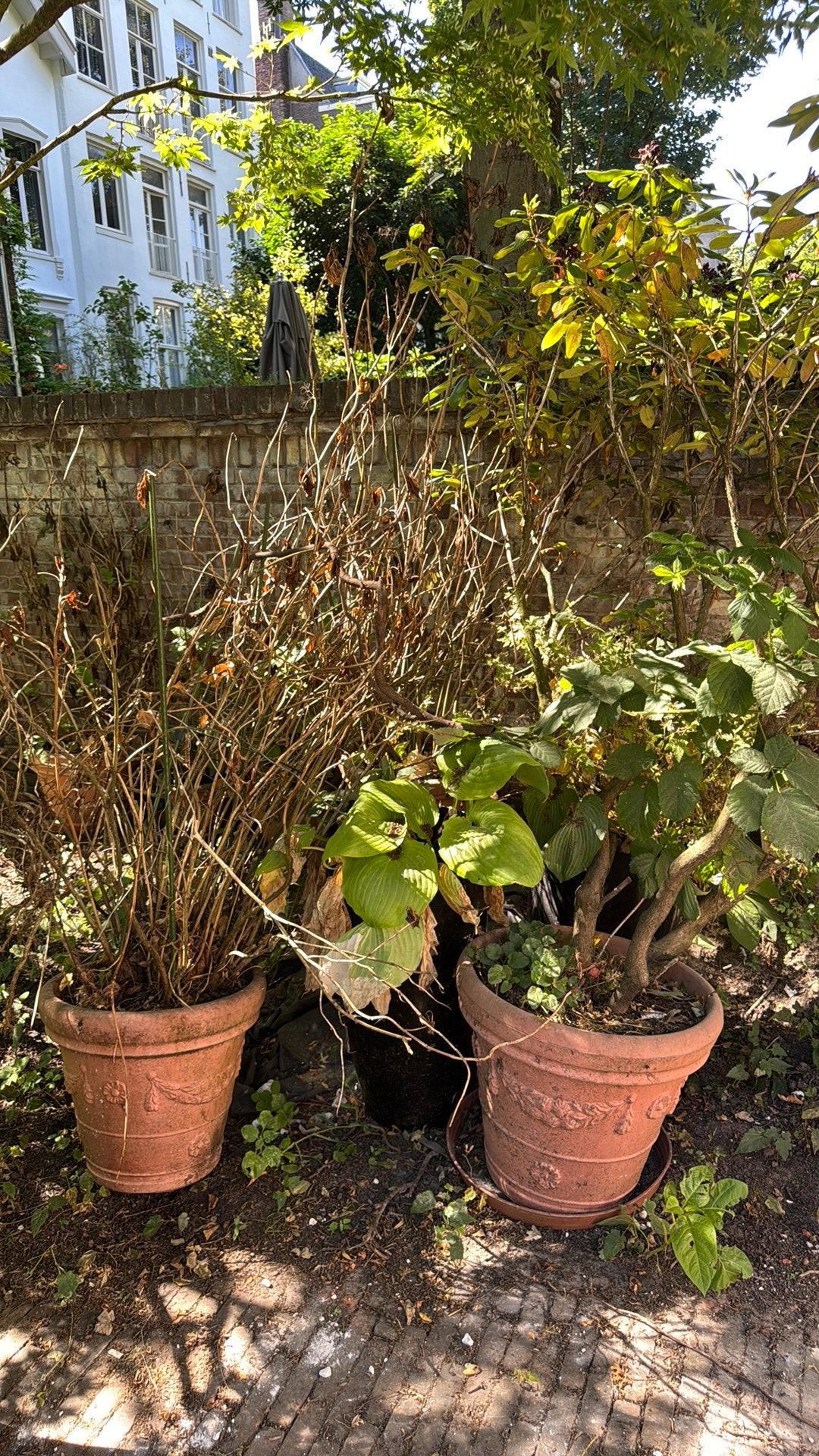 Gratis / Free Plants and Pots, Ophalen, Overige soorten, Volle zon