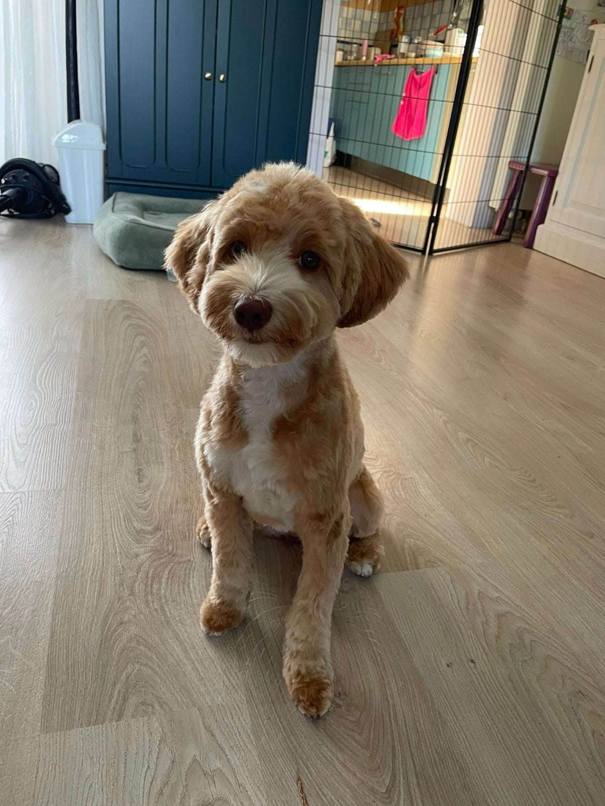 trimmen van uw hond, Ophalen of Verzenden