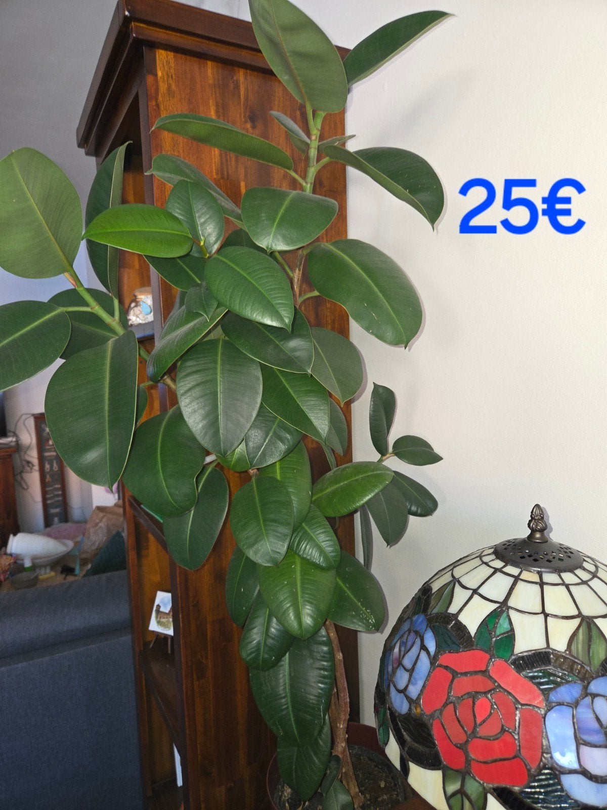 Foto 4 van ficus elastica