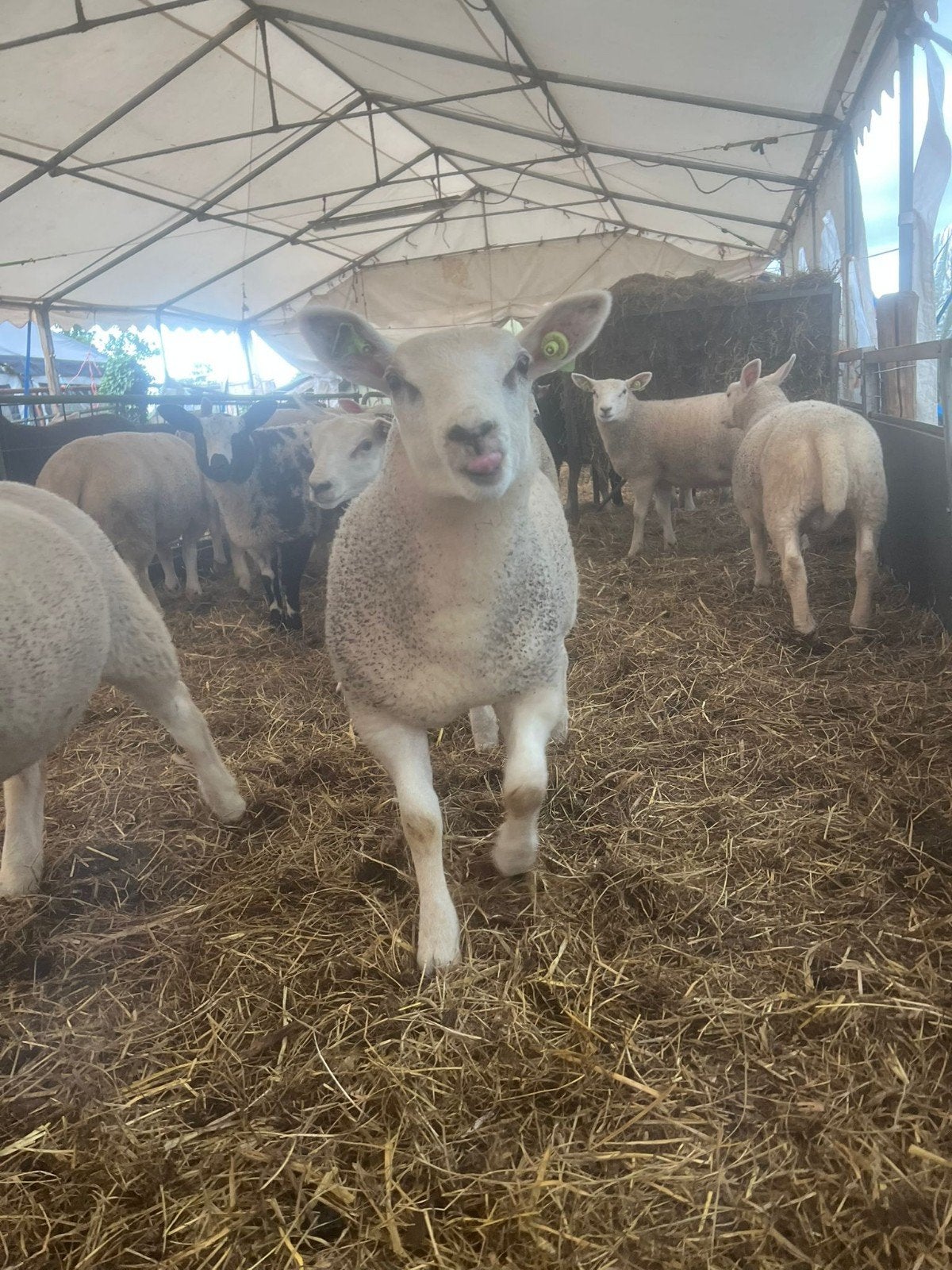 Te koop witte ooilammeren, Dieren en Toebehoren, Geit