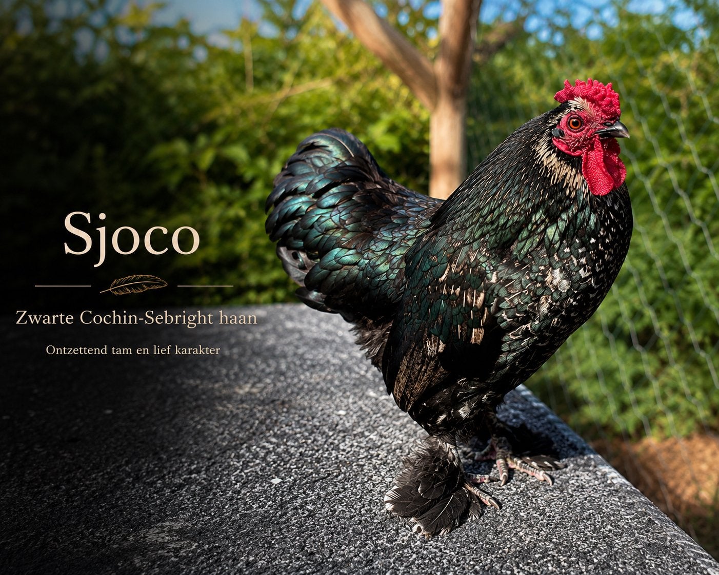 Sjoco️ een prachtige lieve haan, Mannelijk, Kip