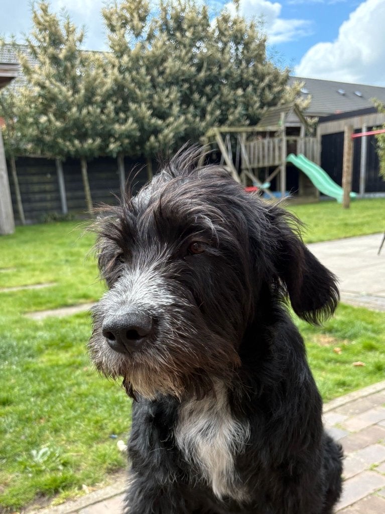 Jonge hond kruising labradoodle/stafford, 15 weken tot 1 jaar, Reu, Parvo, Eén hond