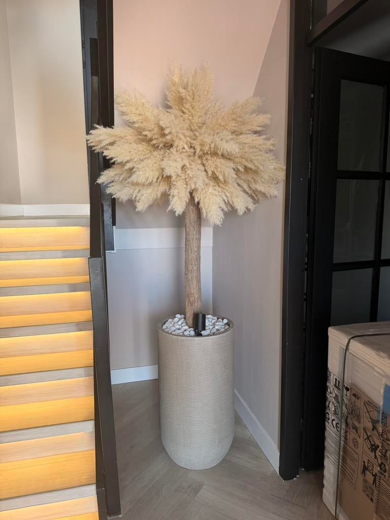 Pampas boom, Lvkvazen, Nieuw, Info@lvkvazen.com, Ophalen