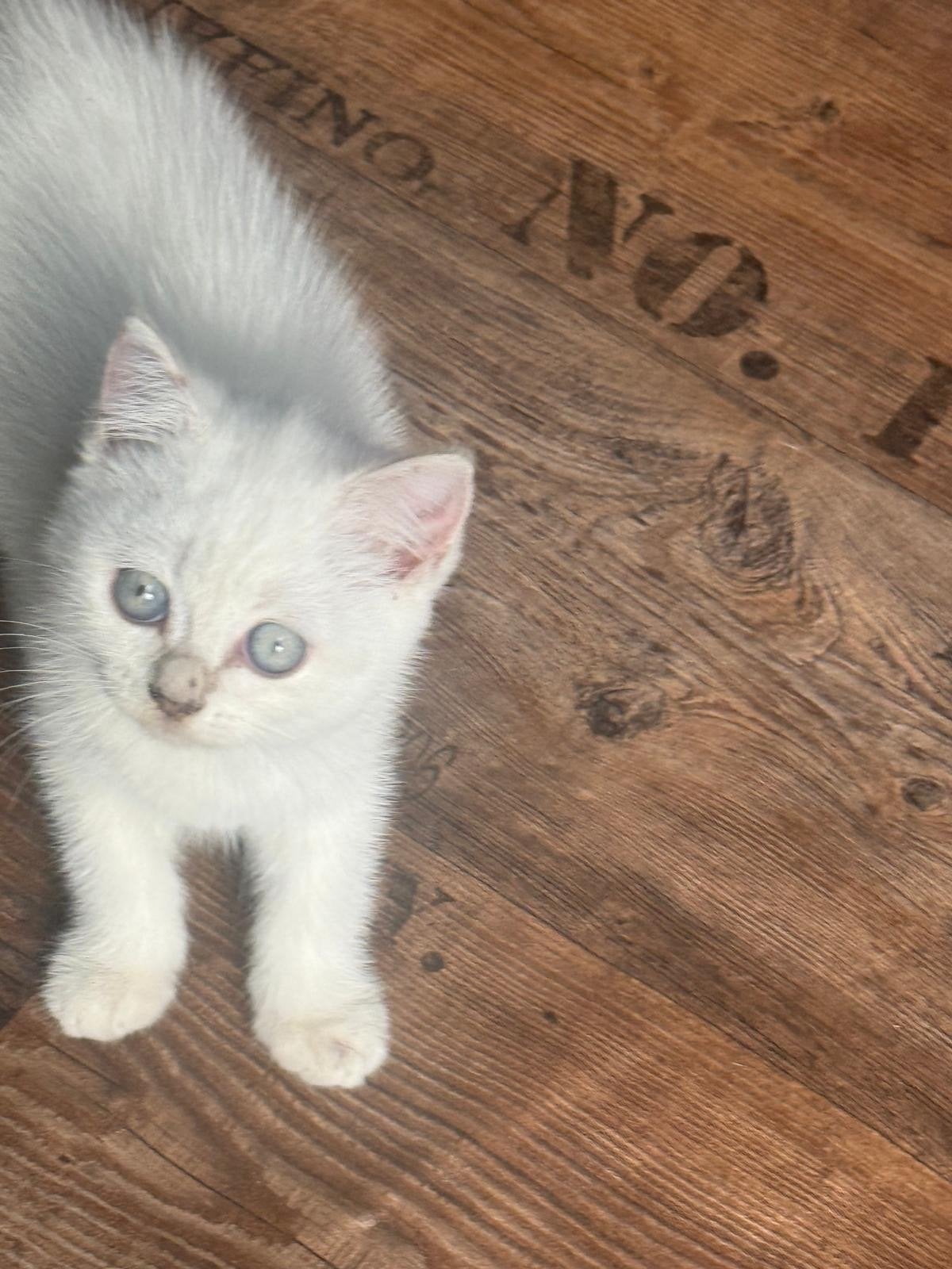 Katten Siamese