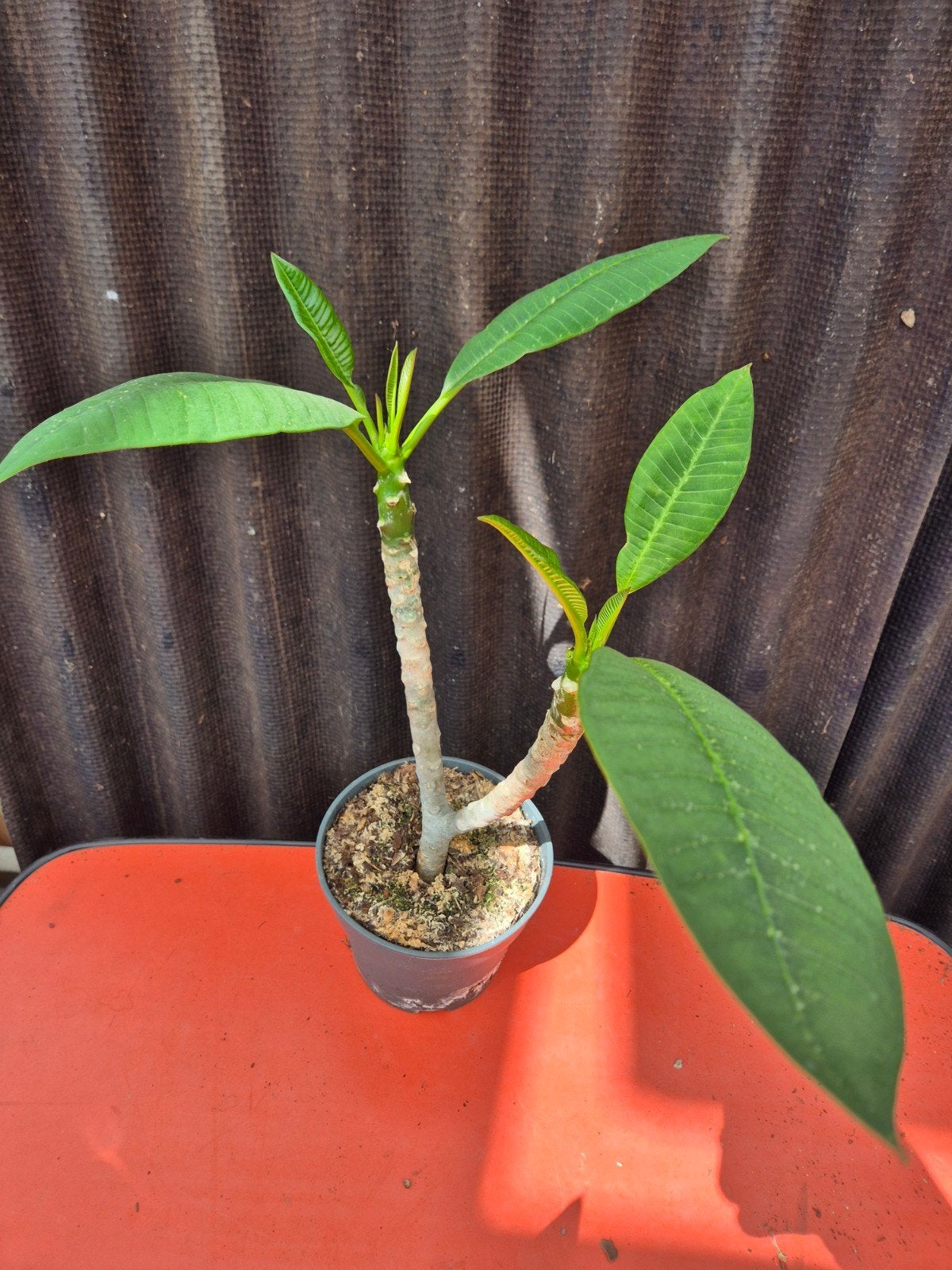 Plumeria rubra Hawaiian  p17 (5), Ophalen of Verzenden, Halfschaduw, Minder dan 100 cm
