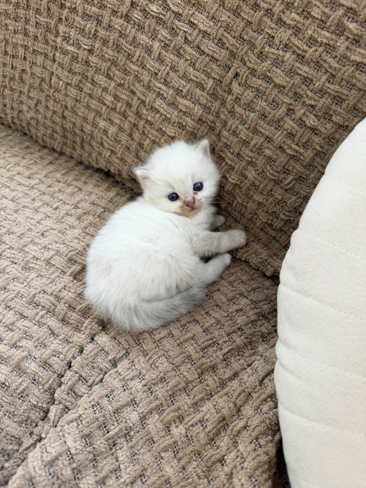 Heilige birmaan kitten, Dieren en Toebehoren, Poes, Ontwormd, 0 tot 2 jaar