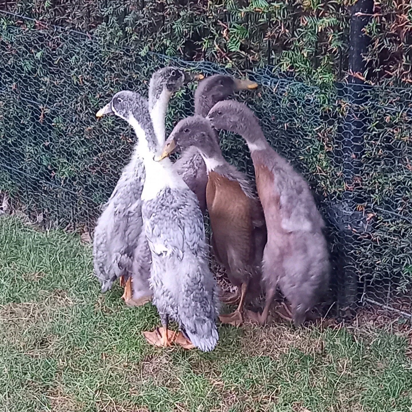 Indische loopeenden te koop!, Meerdere dieren