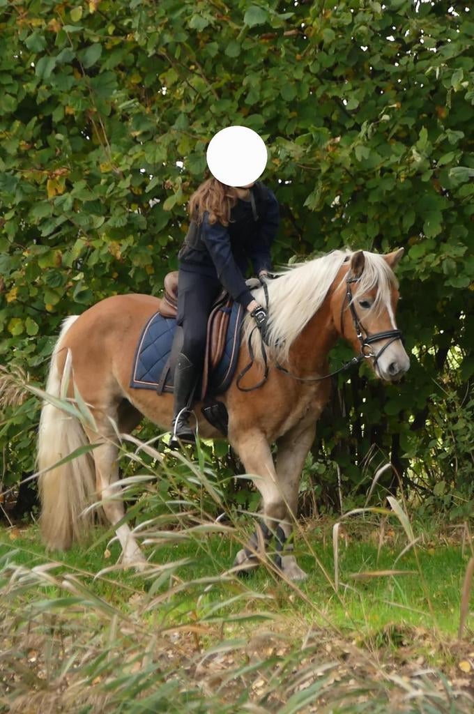 Haflinger merrie 6jr, Dieren en Toebehoren, Paarden, Merrie, B, Minder dan 160 cm, 3 tot 6 jaar, Recreatiepaard, Met stamboom