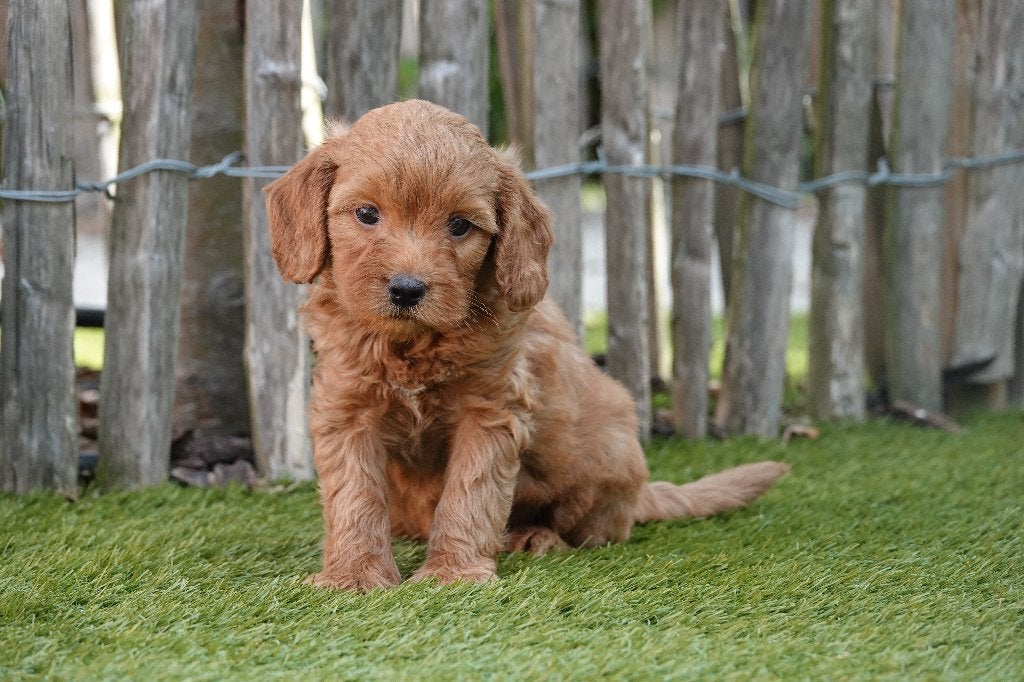 Prachtige abrikoze & abrikoos/rode Cavapoo pups, Dieren en Toebehoren, Honden | Chihuahua's en Gezelschapshonden, Parvo, België