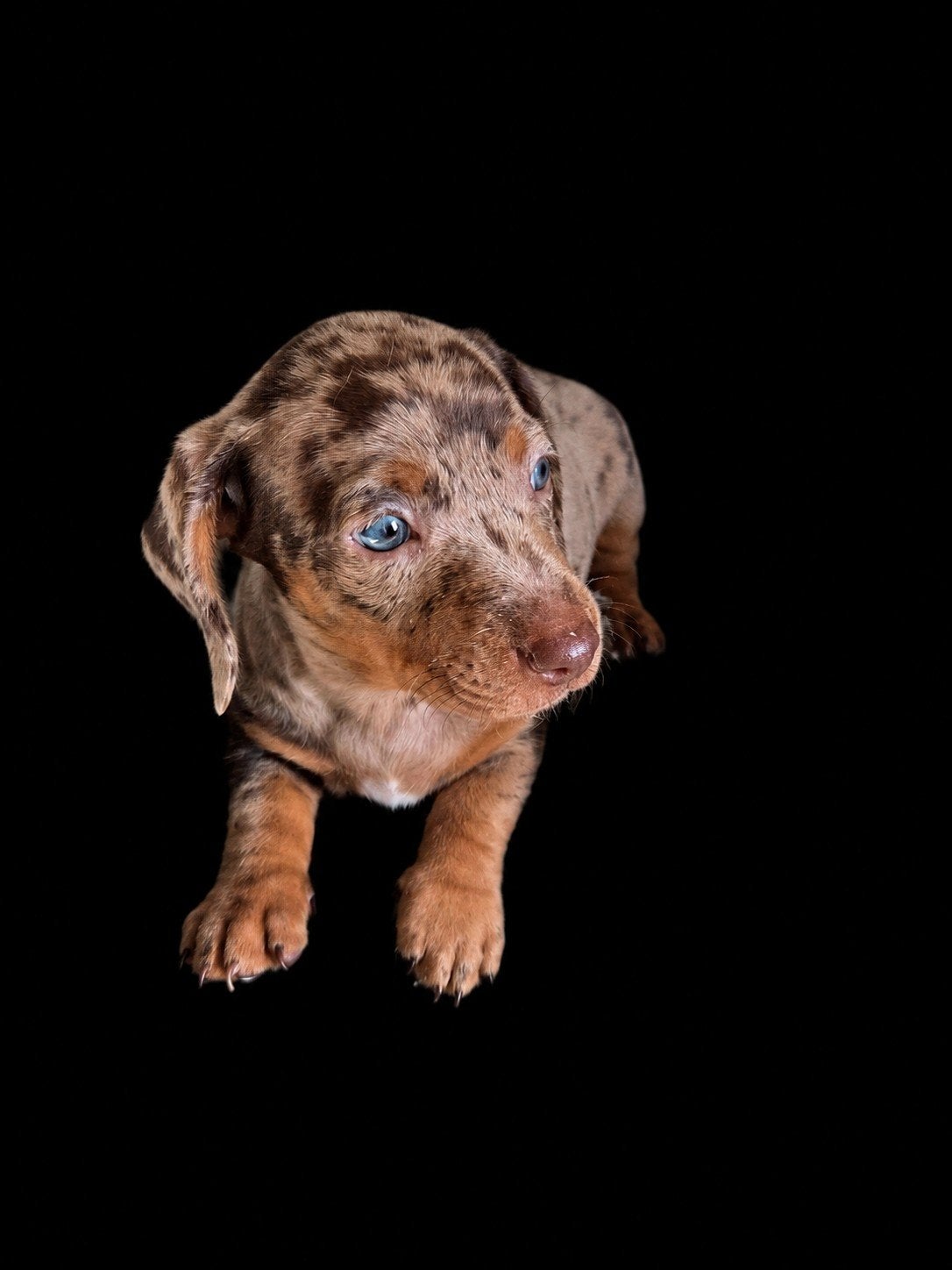 Dwerg teckel pups, Dieren en Toebehoren, Honden | Teckels en Dashonden, Meerdere dieren, Korthaar, Dwerg, Particulier, Meerdere
