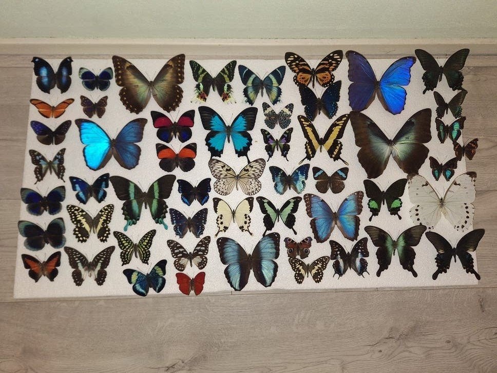 Vlinders opgezet. Taxidermy vlinders., Ophalen of Verzenden, Nieuw, Insect, Opgezet dier
