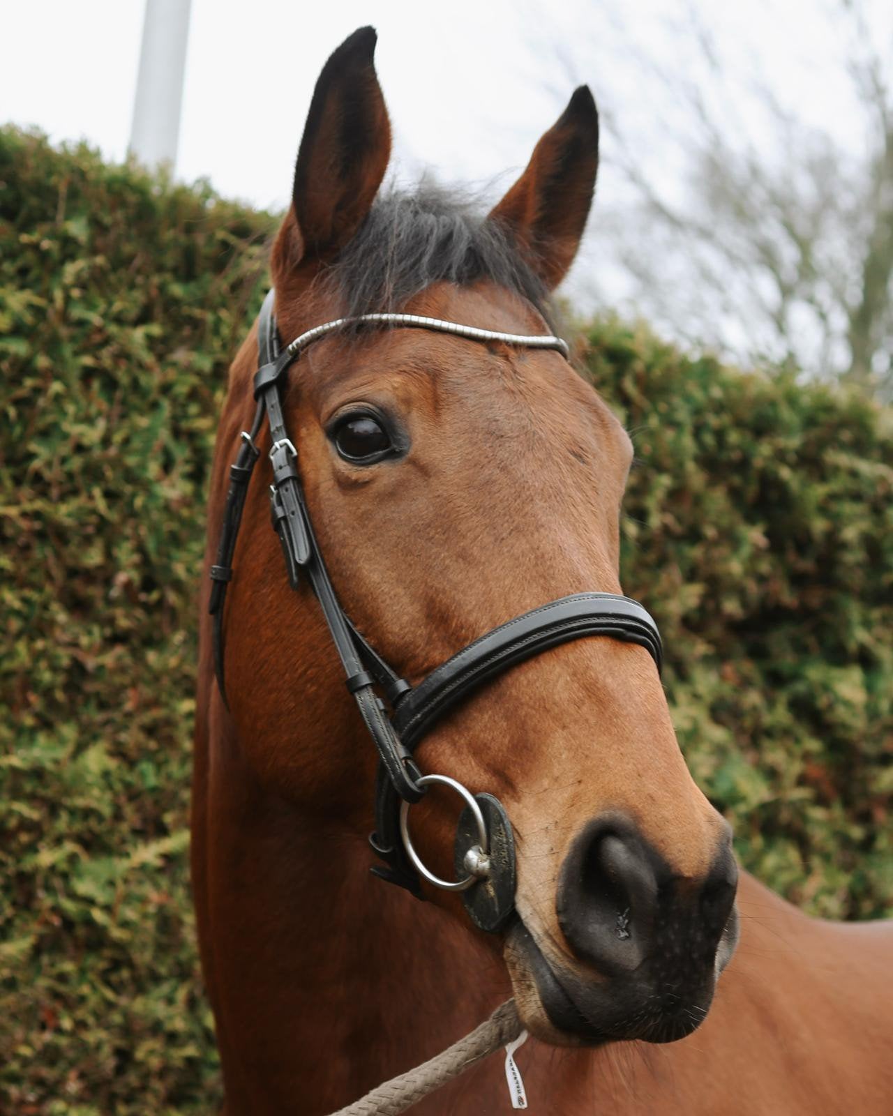 Leuke 9-jarige merrie, Dieren en Toebehoren, Paarden, Merrie, B, 7 tot 10 jaar, Recreatiepaard