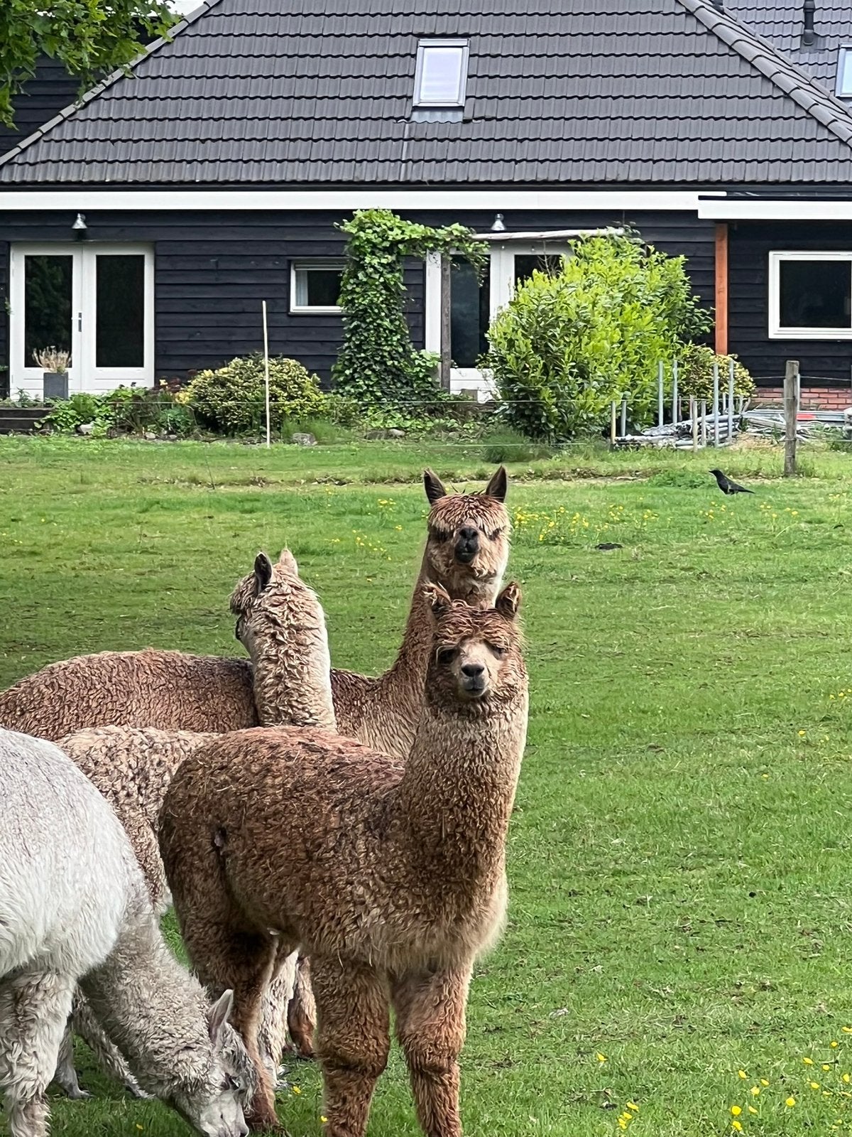 Prachtige jonge fawn kleurige hengst. Topafstamming., Juli, Mannelijk