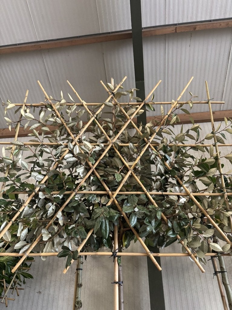 Lei Elaeagnus ebbingei – Olijfwilg 6/8 & 8/10 cm, In pot, Herfst, Leiboom, Halfschaduw