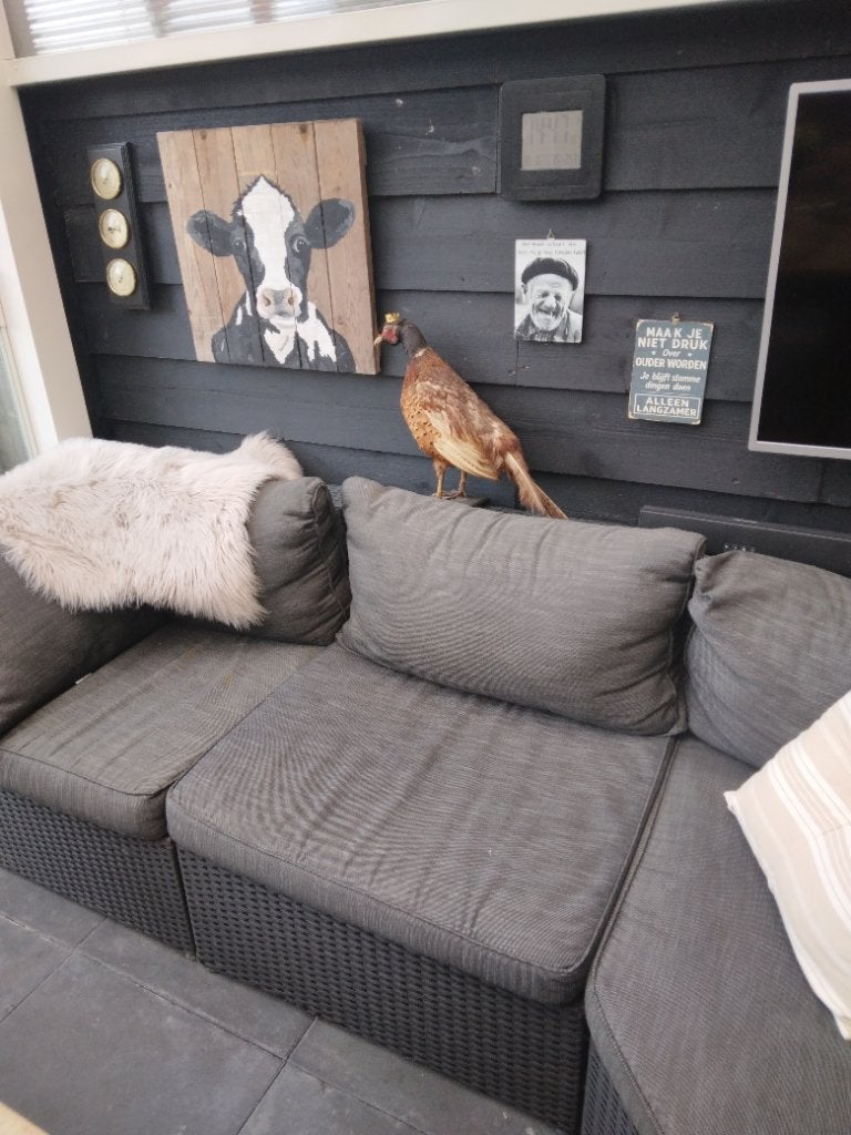 Wicker loungebank, Tuin en Terras, Ophalen, 4 zitplaatsen, Zo goed als nieuw, Loungeset