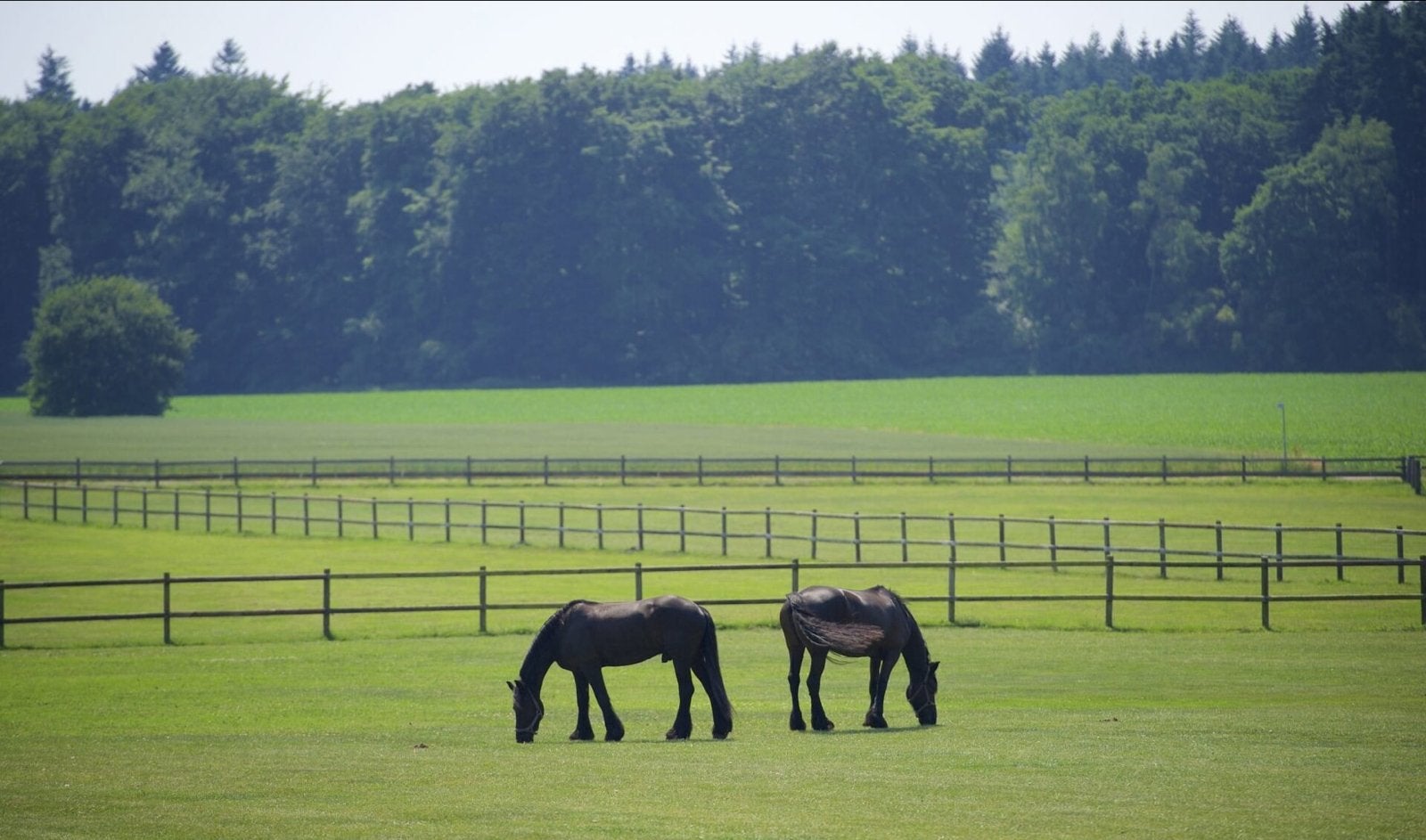 GEZOCHT, weidegang/stalling, Dieren en Toebehoren, Weidegang, 1 paard of pony