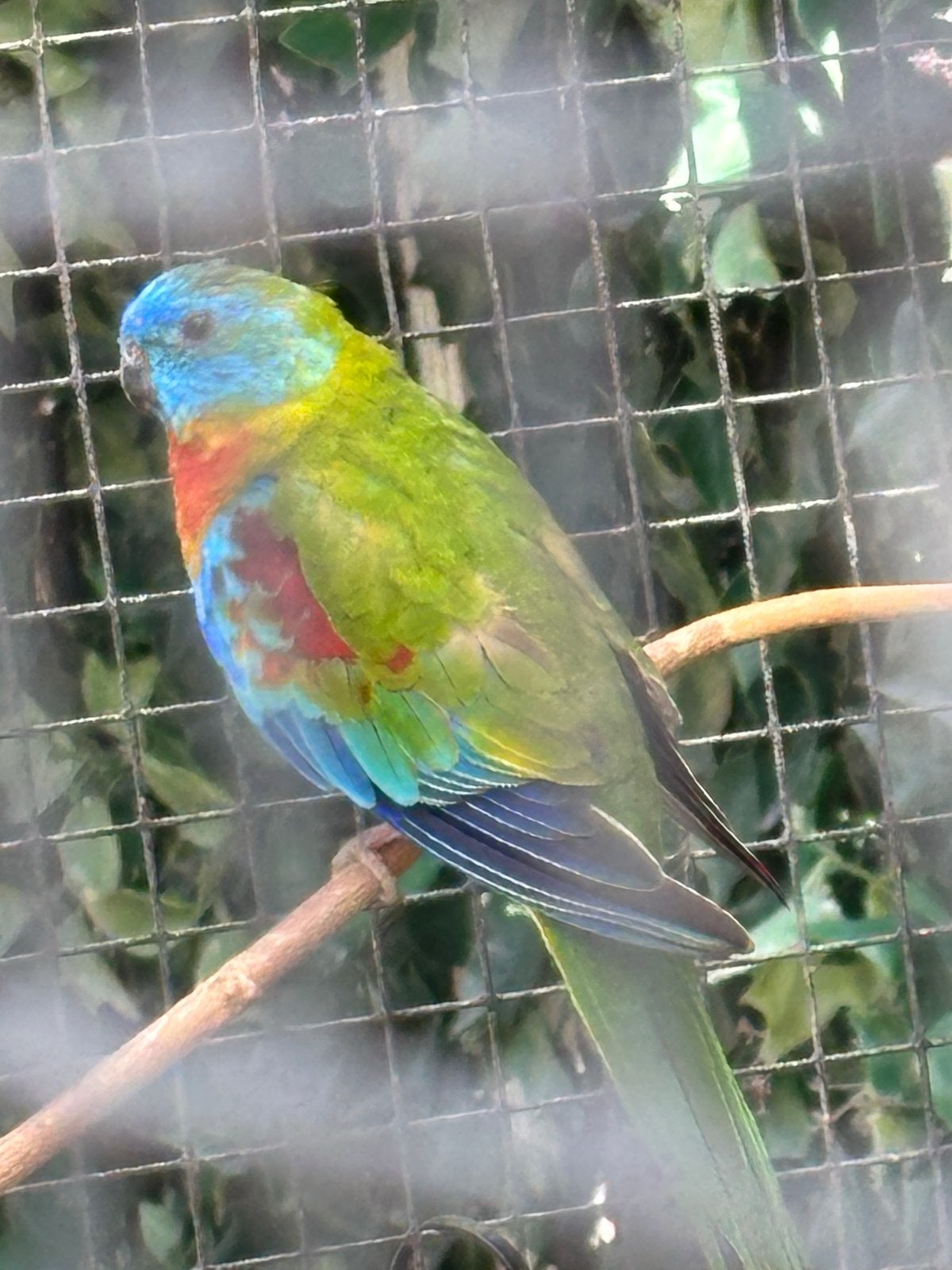 roodbuik turquoisine parkiet man, Dieren en Toebehoren, Meerdere dieren, Parkiet