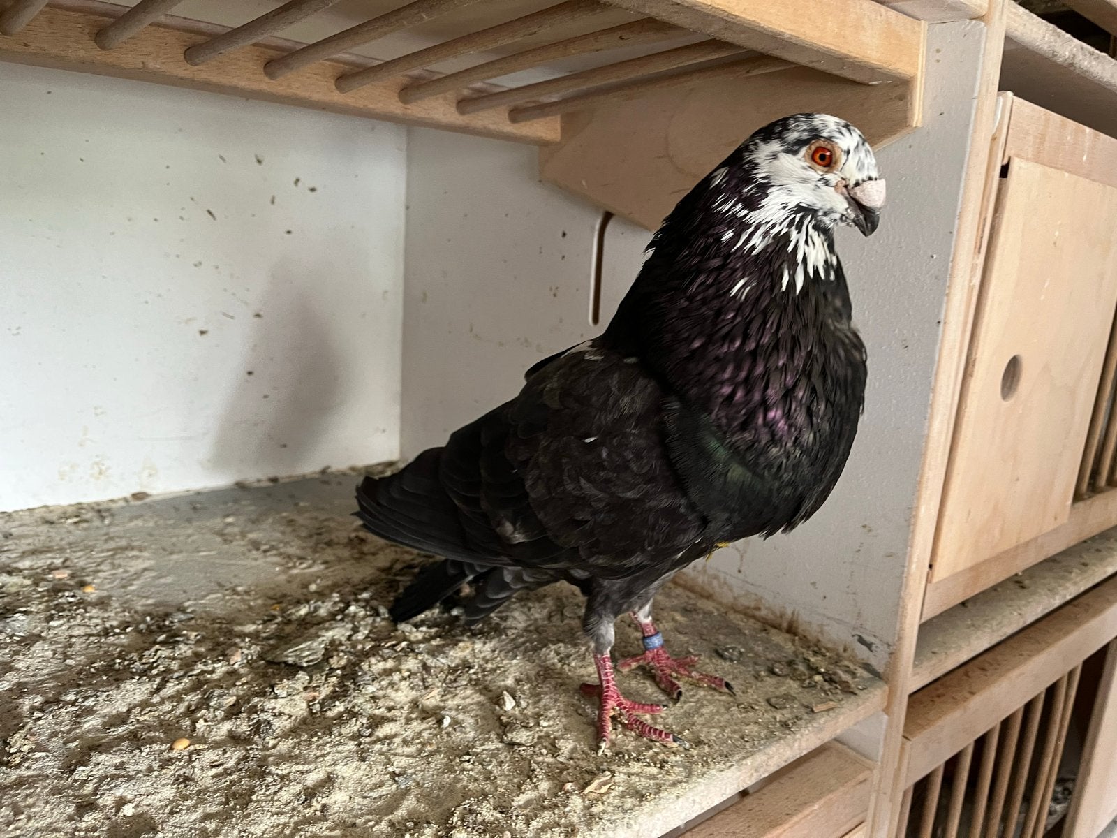 Valenciano doffer., Dieren en Toebehoren, Vogels | Duiven, Mannelijk, Kropper