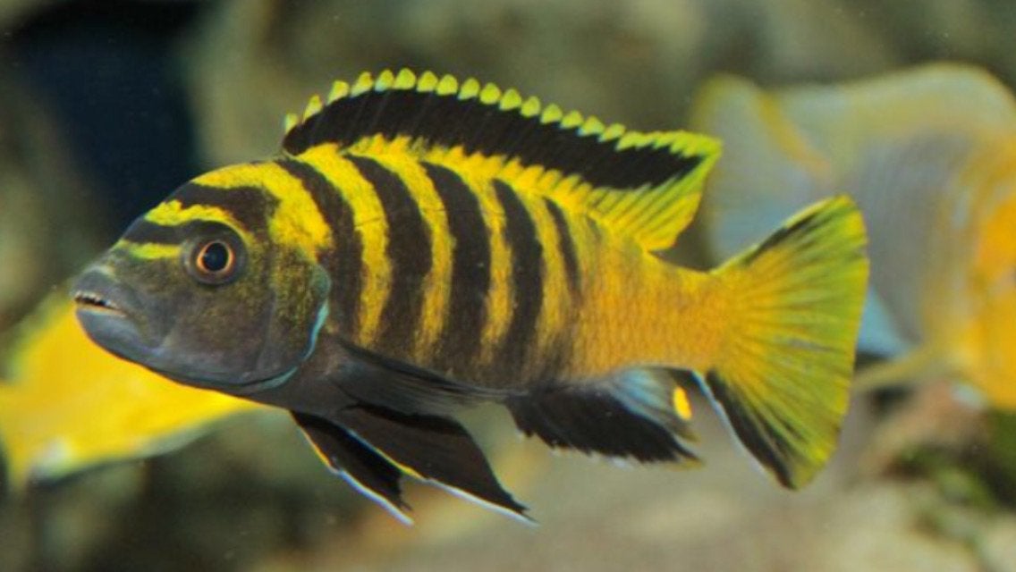Pseudotropheus Flavus ( eigen foto’s ), Dieren en Toebehoren, Vis, Zoetwatervis