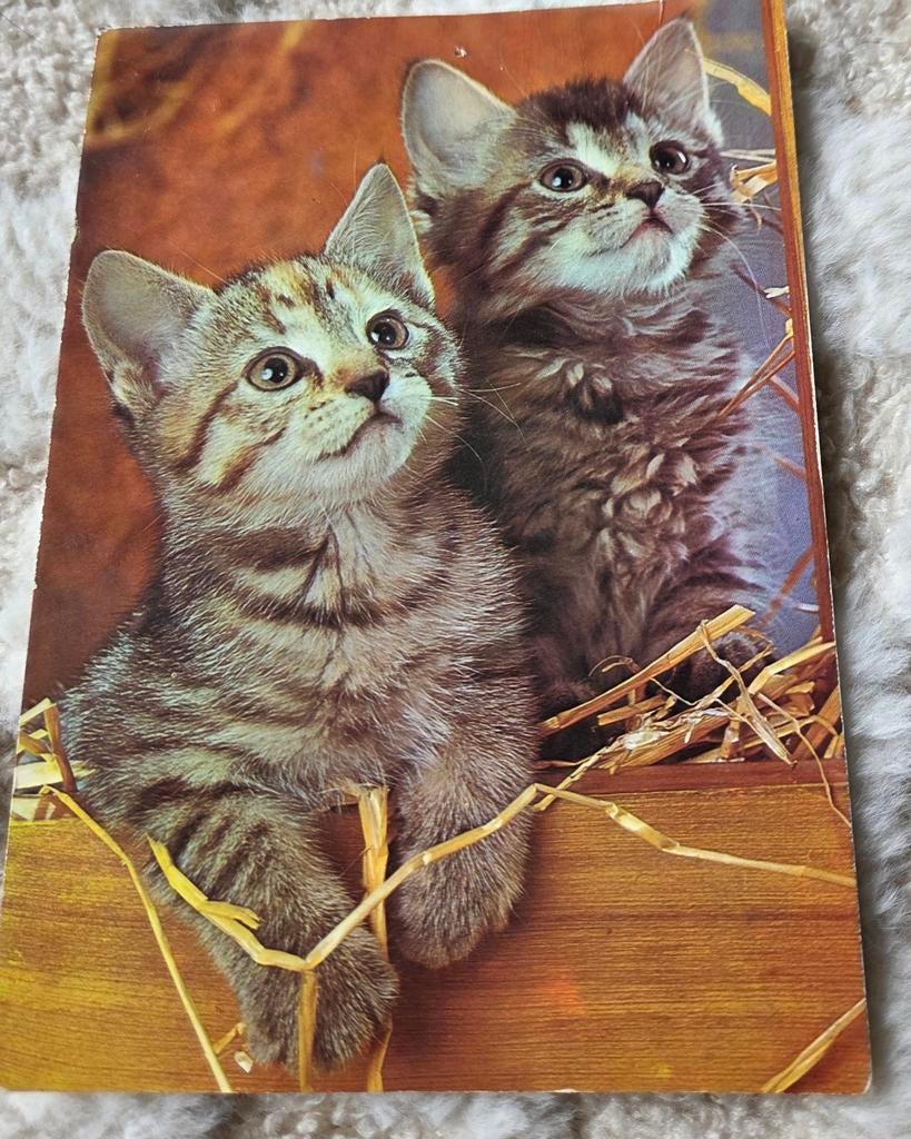 Twee schattige grijze poesjes - ANSICHTKAART, Verzenden, Gelopen, Hond of Kat