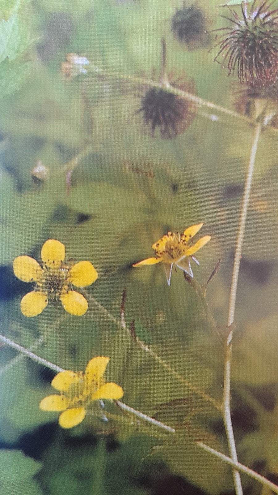 Geum Urbanum of geel nagelkruid, Tuin en Terras, Planten | Tuinplanten, Ophalen, Lente, Vaste plant, Volle zon