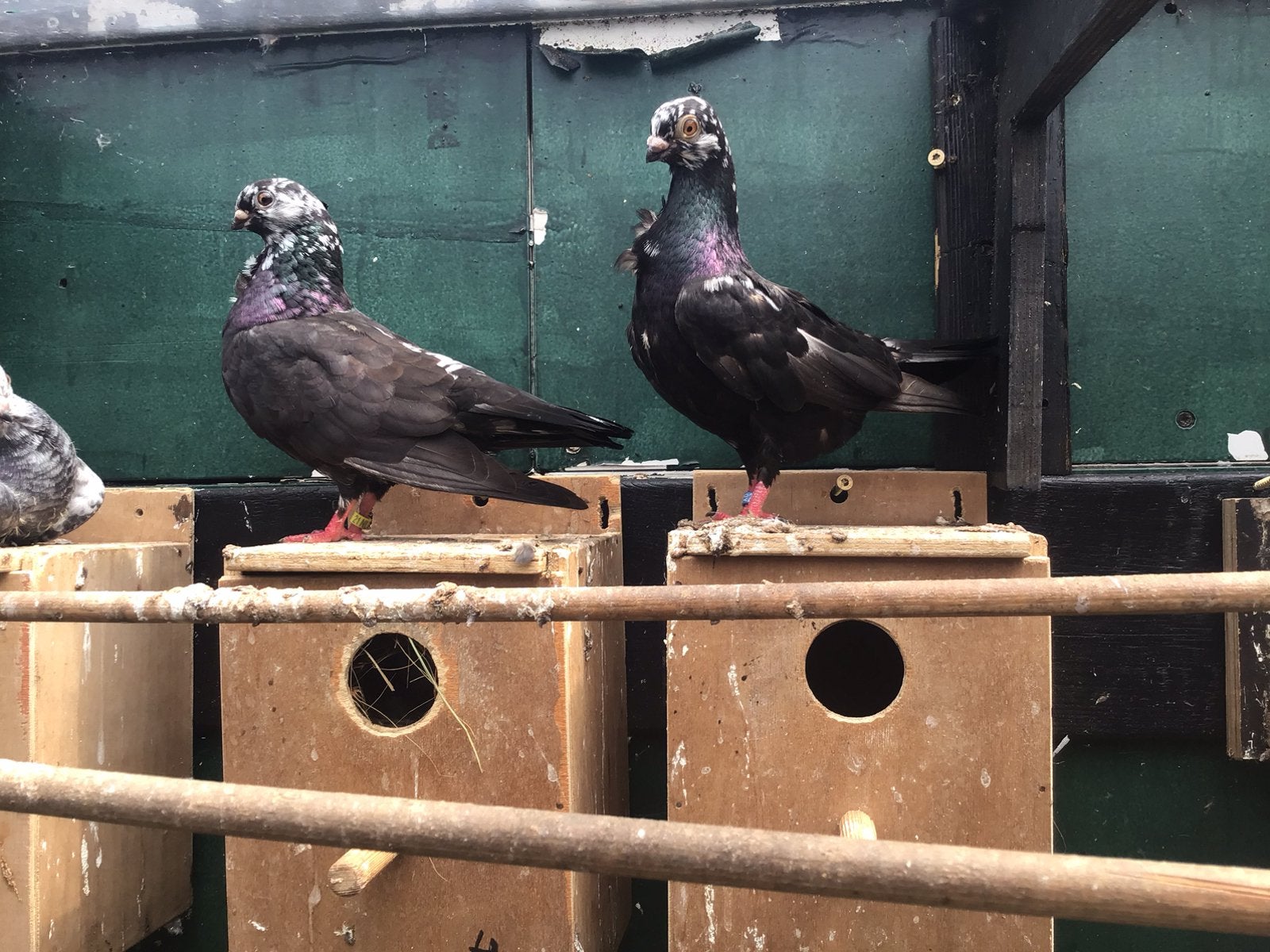 2 koppels figoritas.   10 euro per koppel, Meerdere dieren, Overige soorten