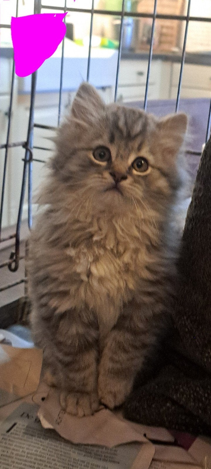 Prachtige maine coon kittens, Meerdere dieren, Ontwormd, 0 tot 2 jaar
