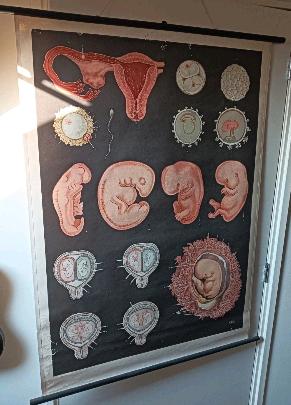 Vintage schoolplaat embryonale ontwikkeling jaren '60, Antiek en Kunst, Antiek | Schoolplaten, Ophalen of Verzenden, Natuur en Biologie