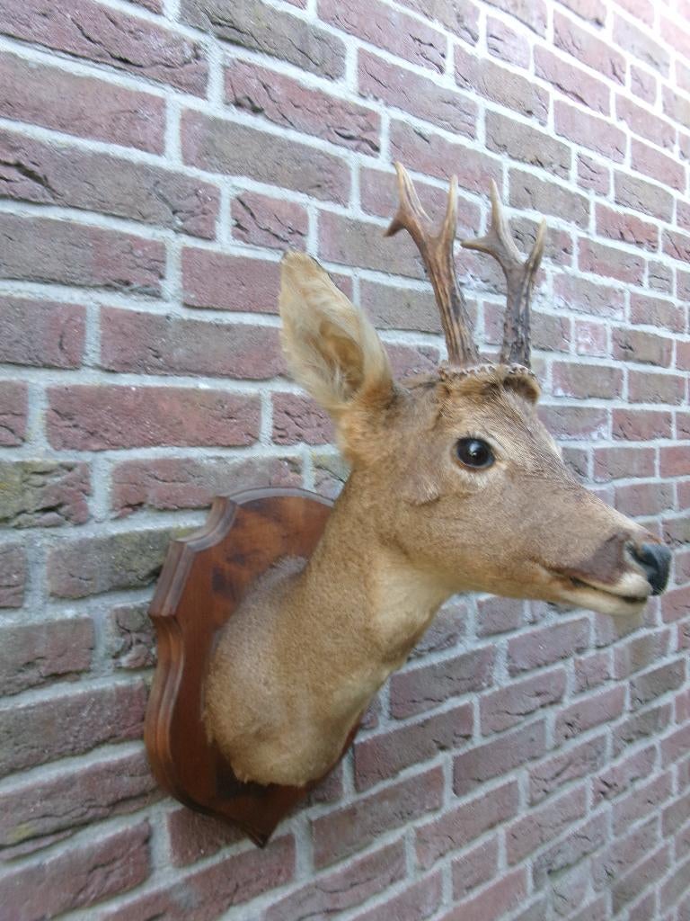 Schitterend opgezet herten kop met groot gewei, Ophalen of Verzenden, Nieuw, Hert, Opgezet dier