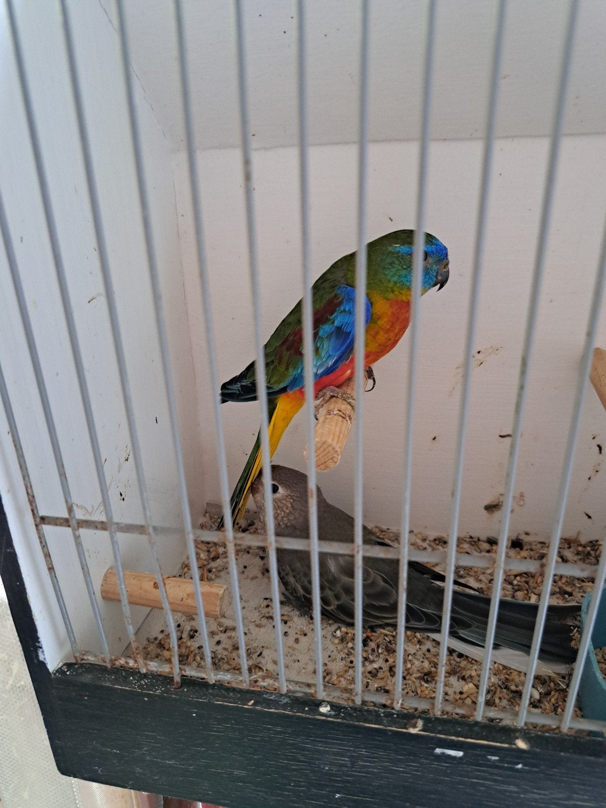 te koop een roodbijk turqusiene man en een wildkle, Meerdere dieren, Parkiet