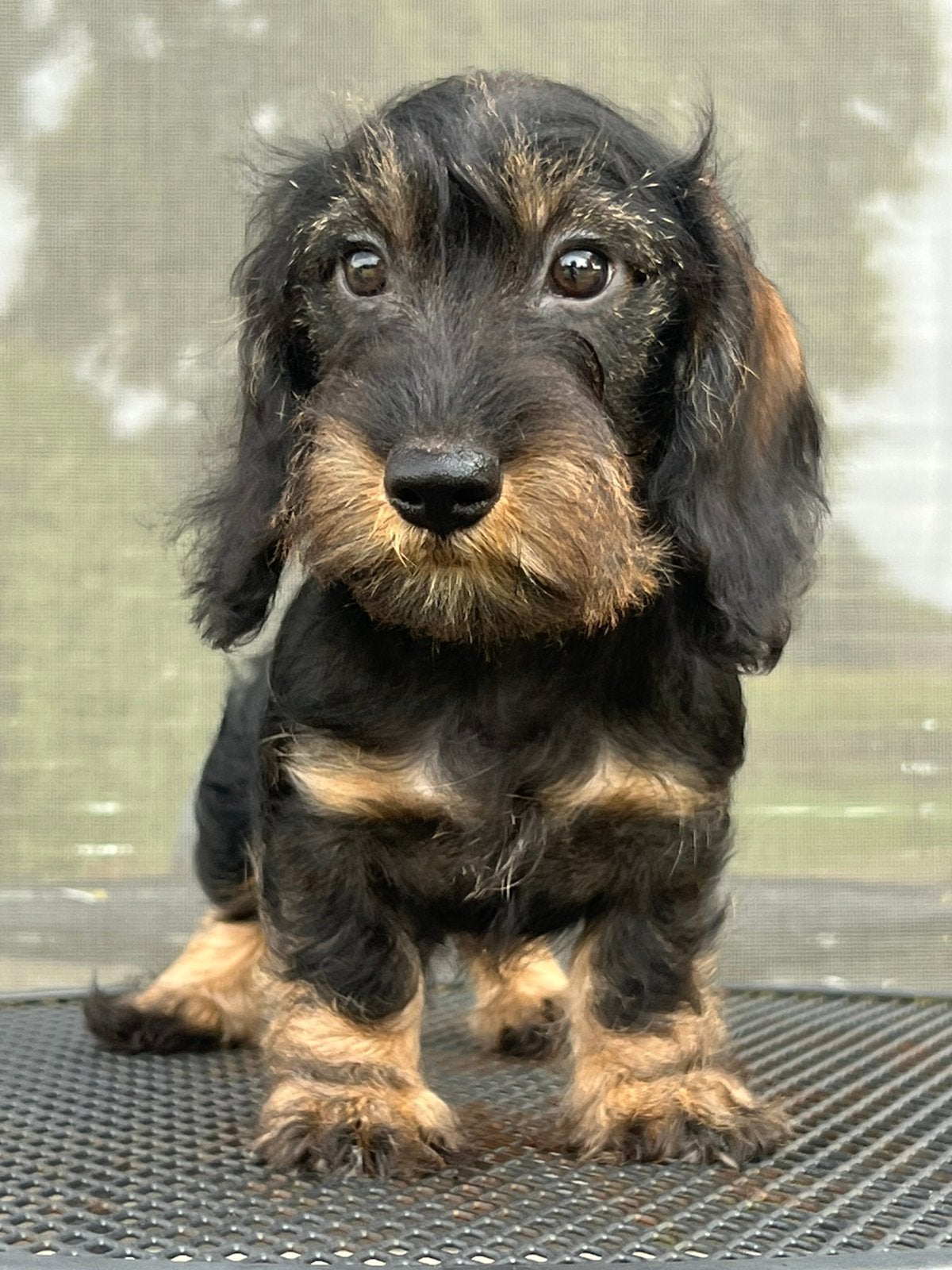 Prachtige Ruwhaar Kaninchen en Dwerg Teckel pups met stamb, Kaninchen, CDV (hondenziekte), 8 tot 15 weken, Meerdere