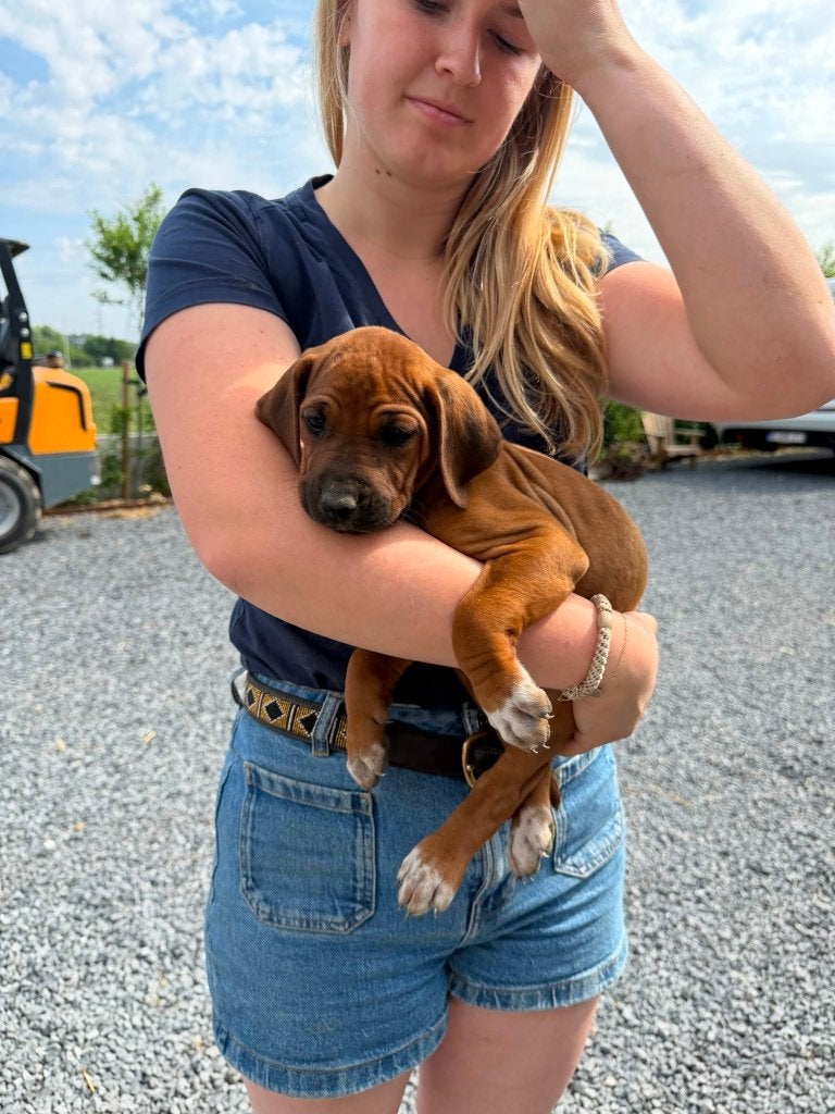 Rhodesian Ridgeback pups, Parvo, België, Particulier, Overige rassen