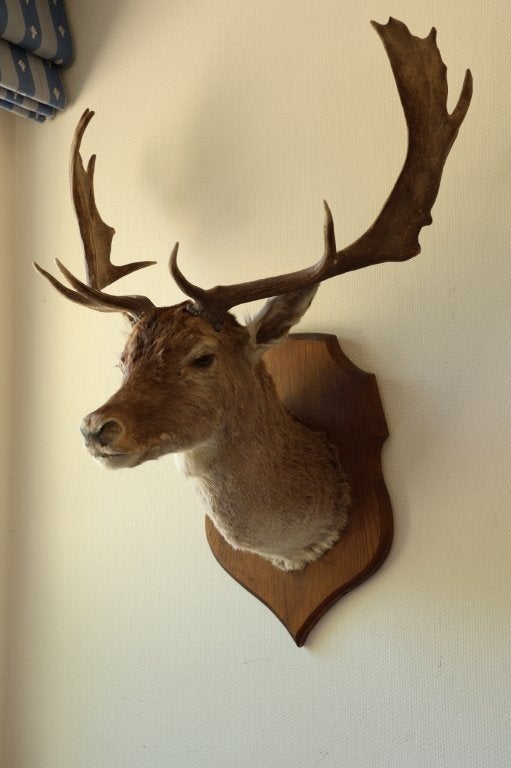 Taxidermie opgezette kop damhert, Ophalen, Gebruikt, Hert, Opgezet dier