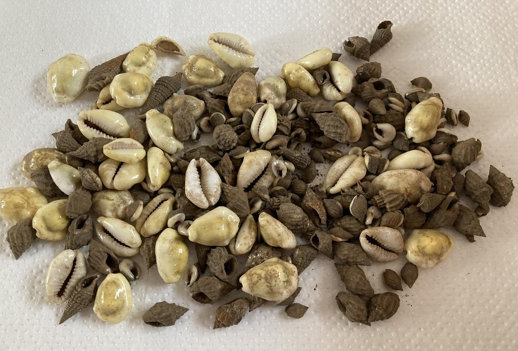 Schelpen Cowrie Kauri verzameling diverse, Verzenden