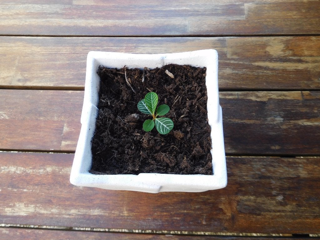 Stekje Madagascar Jewel in sierpot, Huis en Inrichting, Ophalen, Overige soorten, Halfschaduw, Minder dan 100 cm