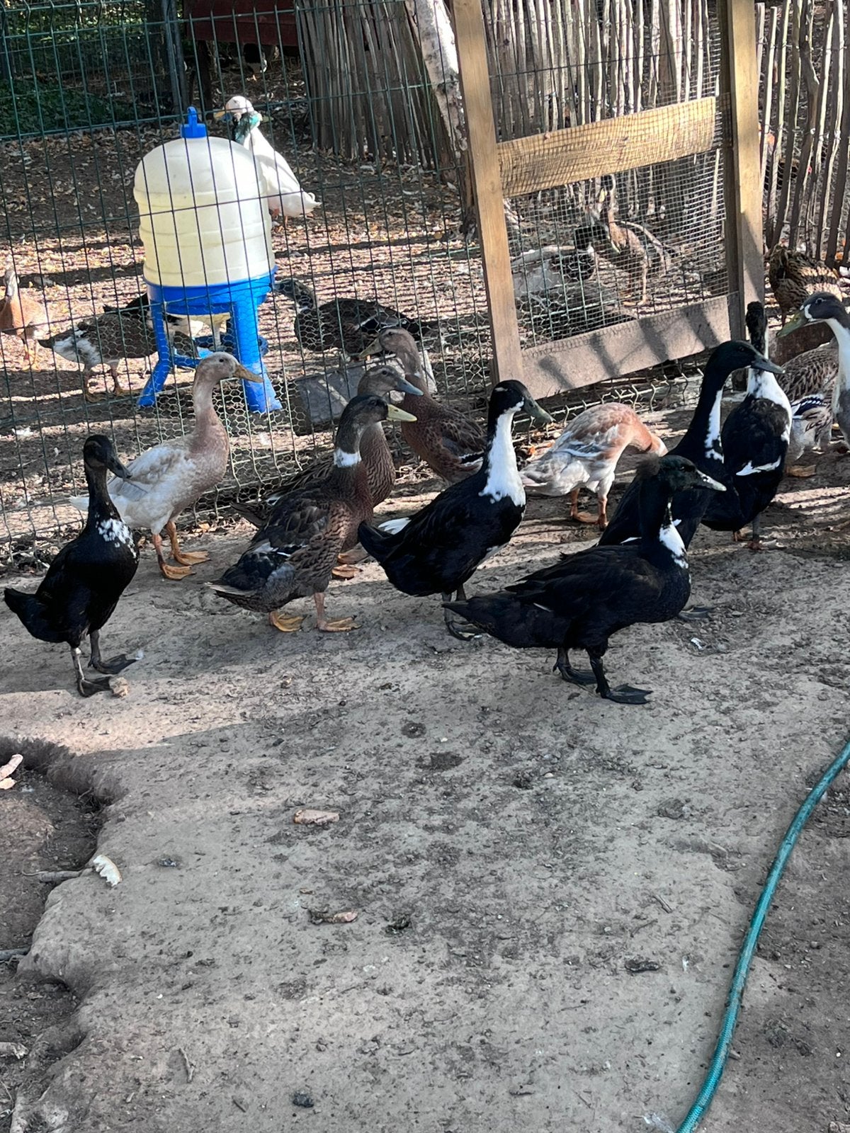 Loopeenden en rouen eenden, Meerdere dieren, Eend