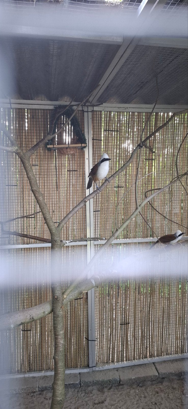Witkuifgaailijster, Meerdere dieren, Parkiet, Geringd