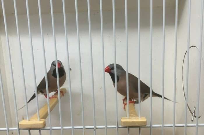 Mooie forse SPITSSTAART AMADINE, Dieren en Toebehoren, Meerdere dieren, Tropenvogel, Geringd