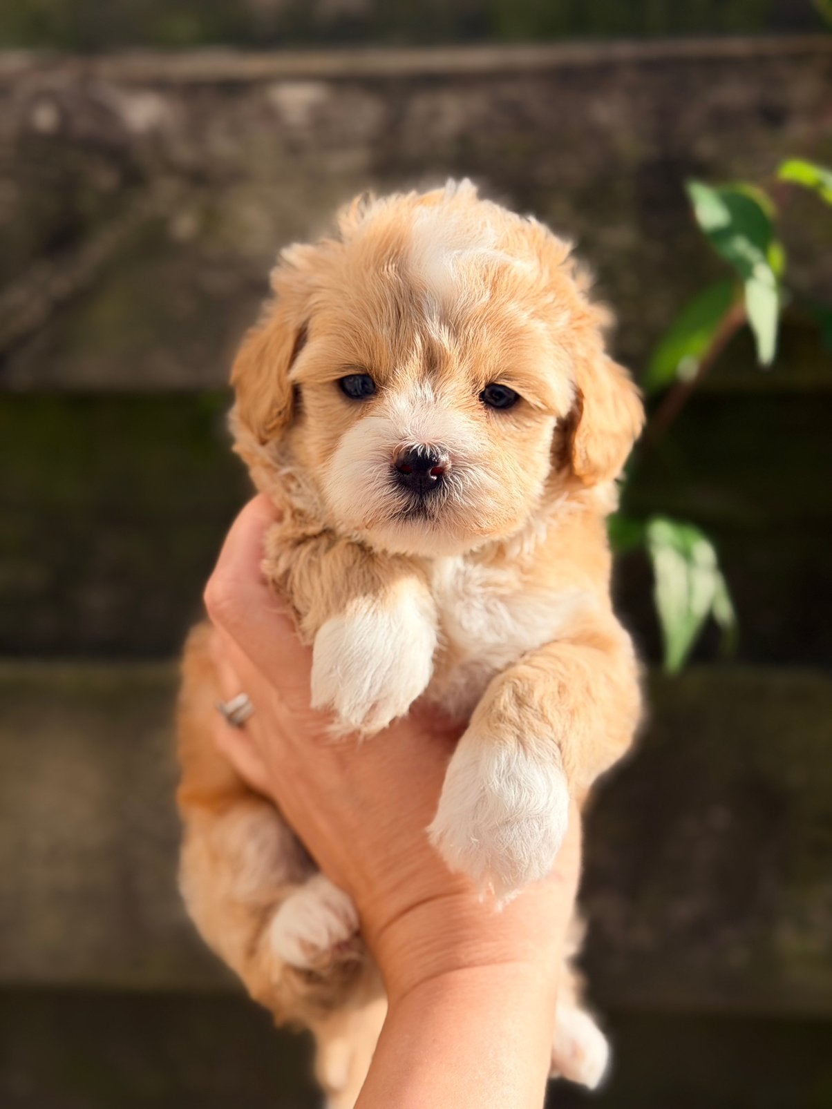Prachtige maltipoo pups te koop! WIJ MOGEN VERHUIZEN!, Overige rassen, CDV (hondenziekte), 8 tot 15 weken, Meerdere