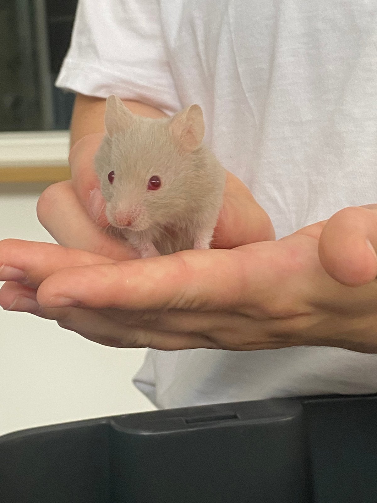 Goudhamster, Hamster, April, Vrouwelijk, Tam