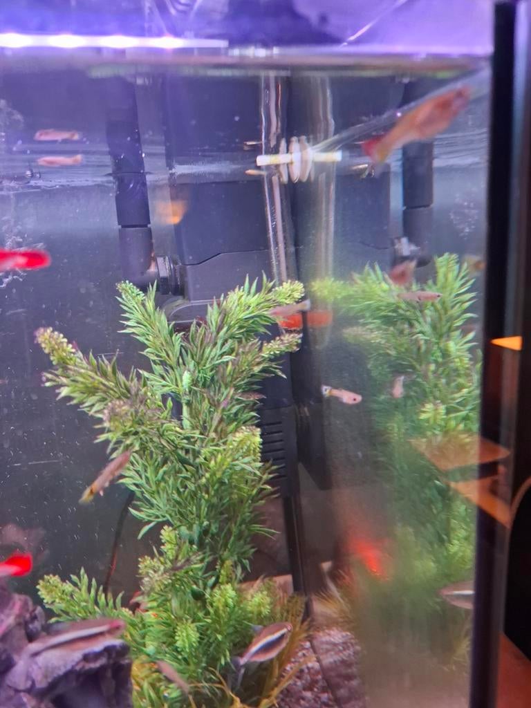 Guppies tekoop diverse kleuren, Dieren en Toebehoren, Vis, Zoetwatervis