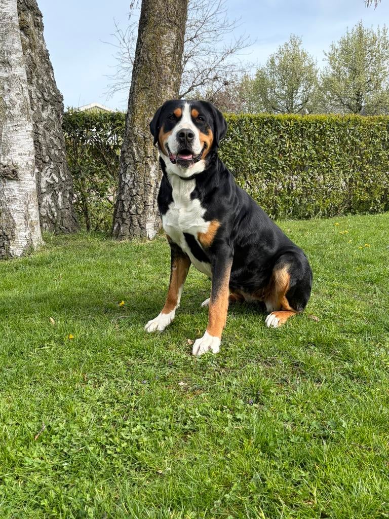 Lieve  grote Zwitserse Sennenhond draagt waarschijnlijk pups, Dieren en Toebehoren, Meerdere, Meerdere dieren, Nederland, Particulier