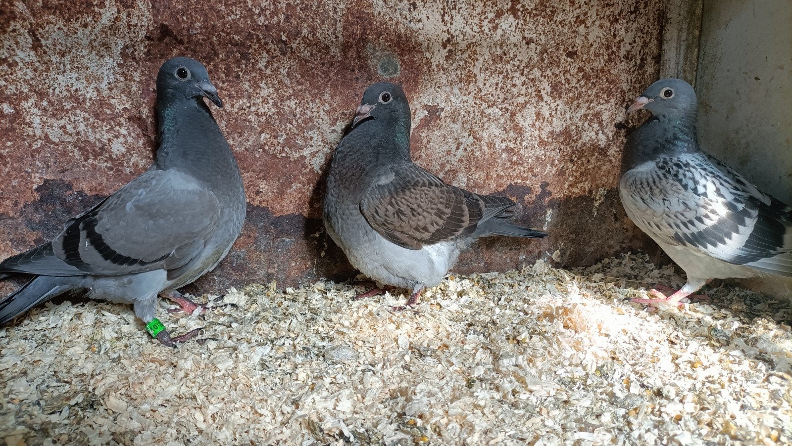 jonge postduiven nog niet gevlogen, Meerdere dieren, Postduif