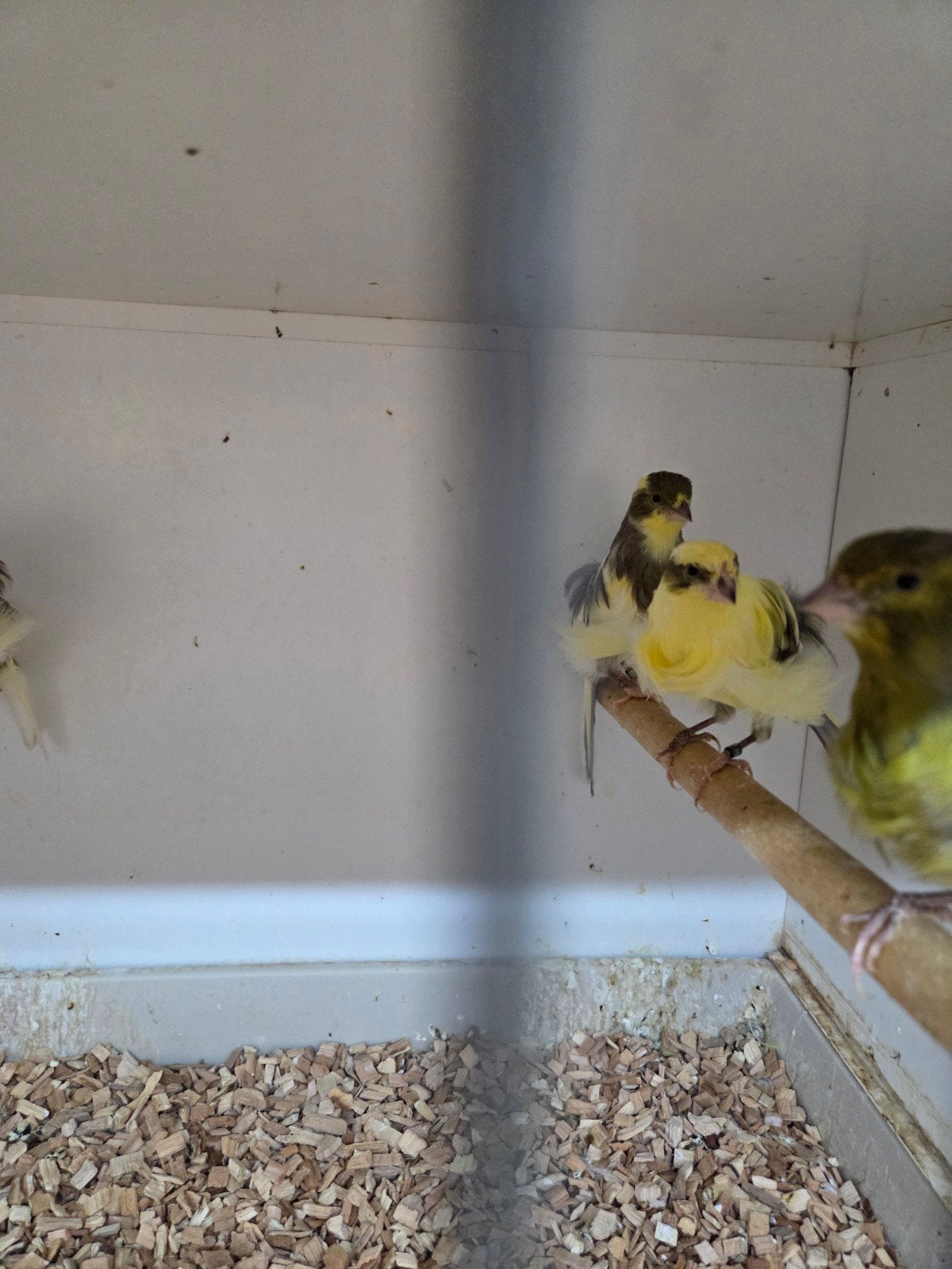 diverse kanaries, Dieren en Toebehoren, Vogels | Kanaries, Meerdere dieren, Kleurkanarie
