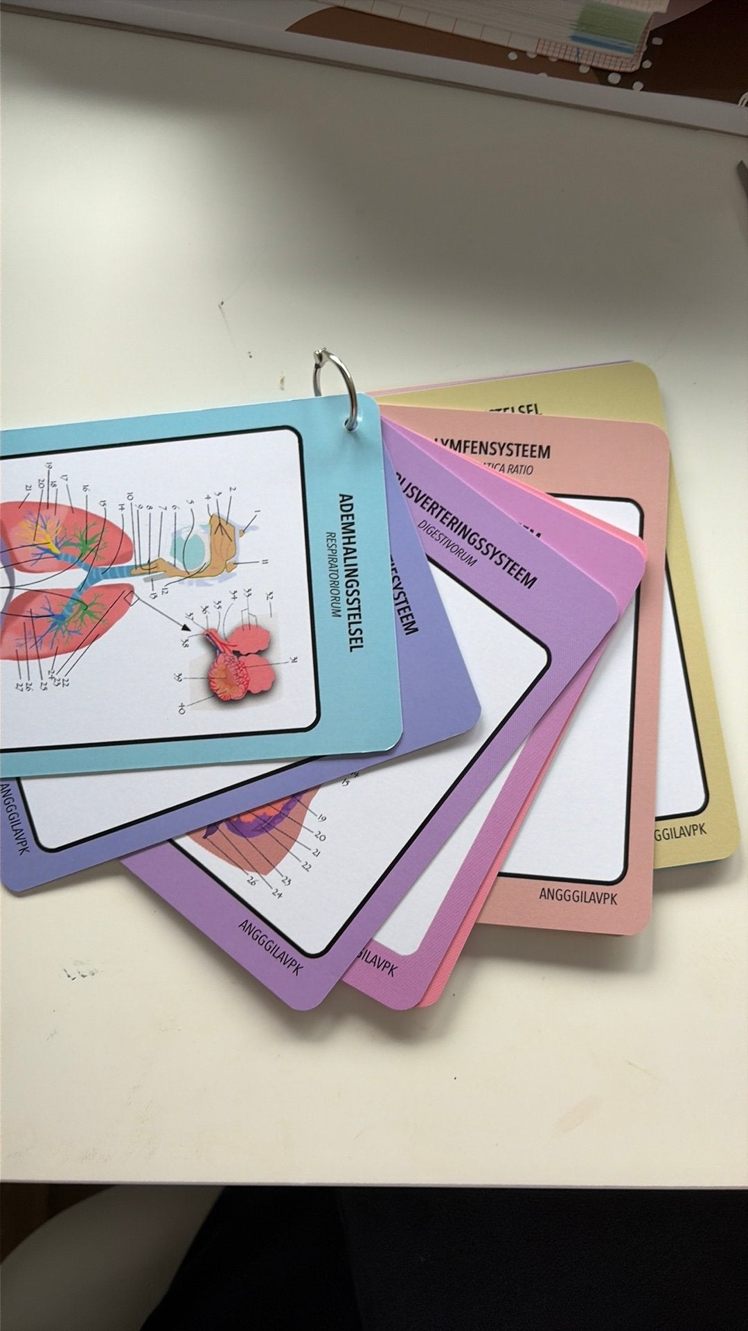 Flashcards anatomie, Boeken, Studieboeken en Cursussen, Ophalen of Verzenden, Beta, Nieuw, HBO