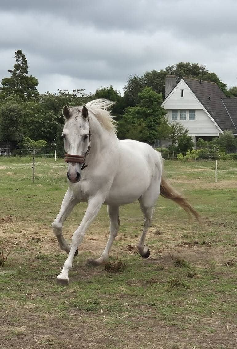 lieve spaanse ruin  14 jr, Gechipt, Minder dan 160 cm, Ruin, Zadelmak