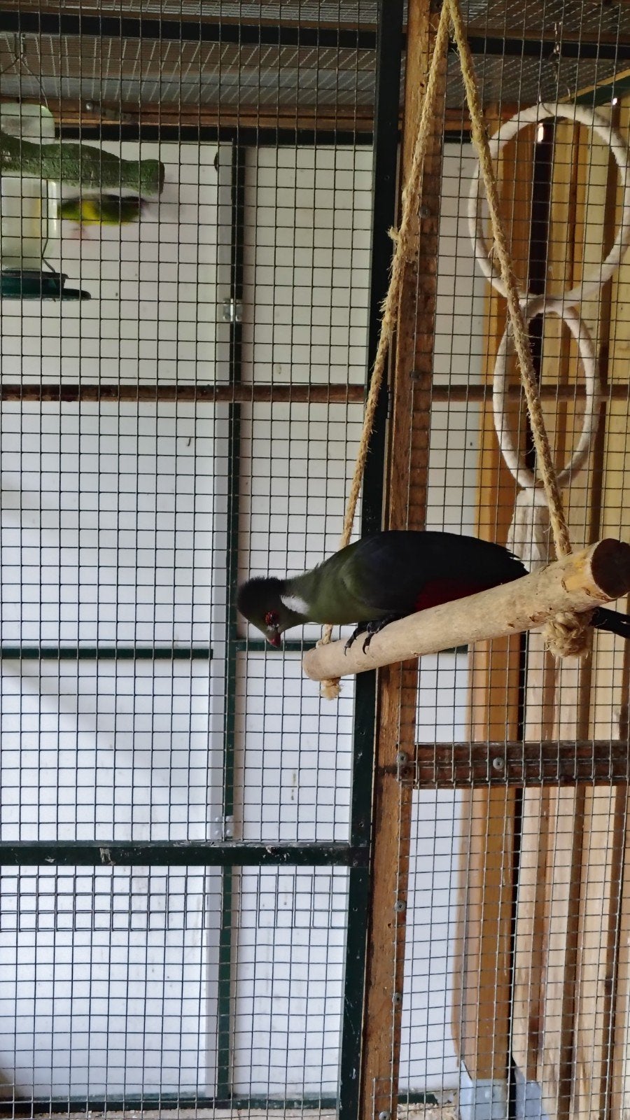 Toerako man (witwangtoerako), Dieren en Toebehoren, Vogels | Overige Vogels, Mannelijk, Geringd